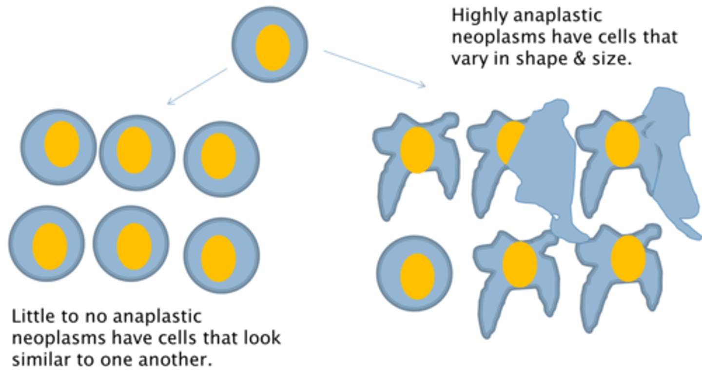 <p>refers to cells that are undifferentiated with variable nuclear and cell structures and numerous mitotic figures. Ex: malignant tumors</p>