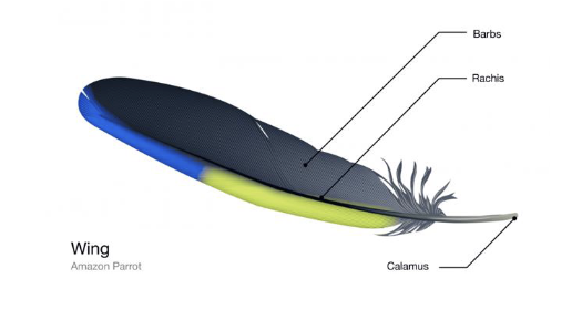 <p>Wing feathers</p><p>Asymmetrical vanes</p><p>Attached by ligaments or directly to the bone</p>