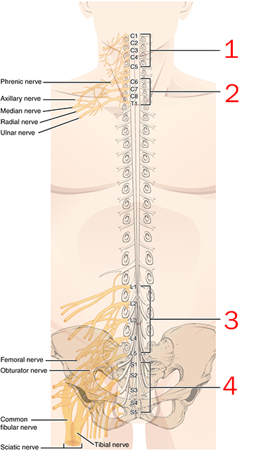 <p>Which spinal nerve plexus is indicated by the number 1?</p>