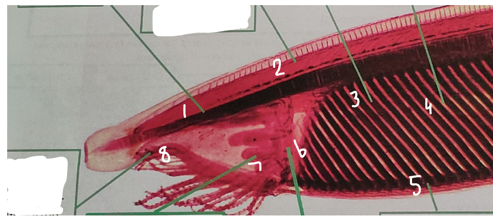 <p>point 5 on this lancelet</p>