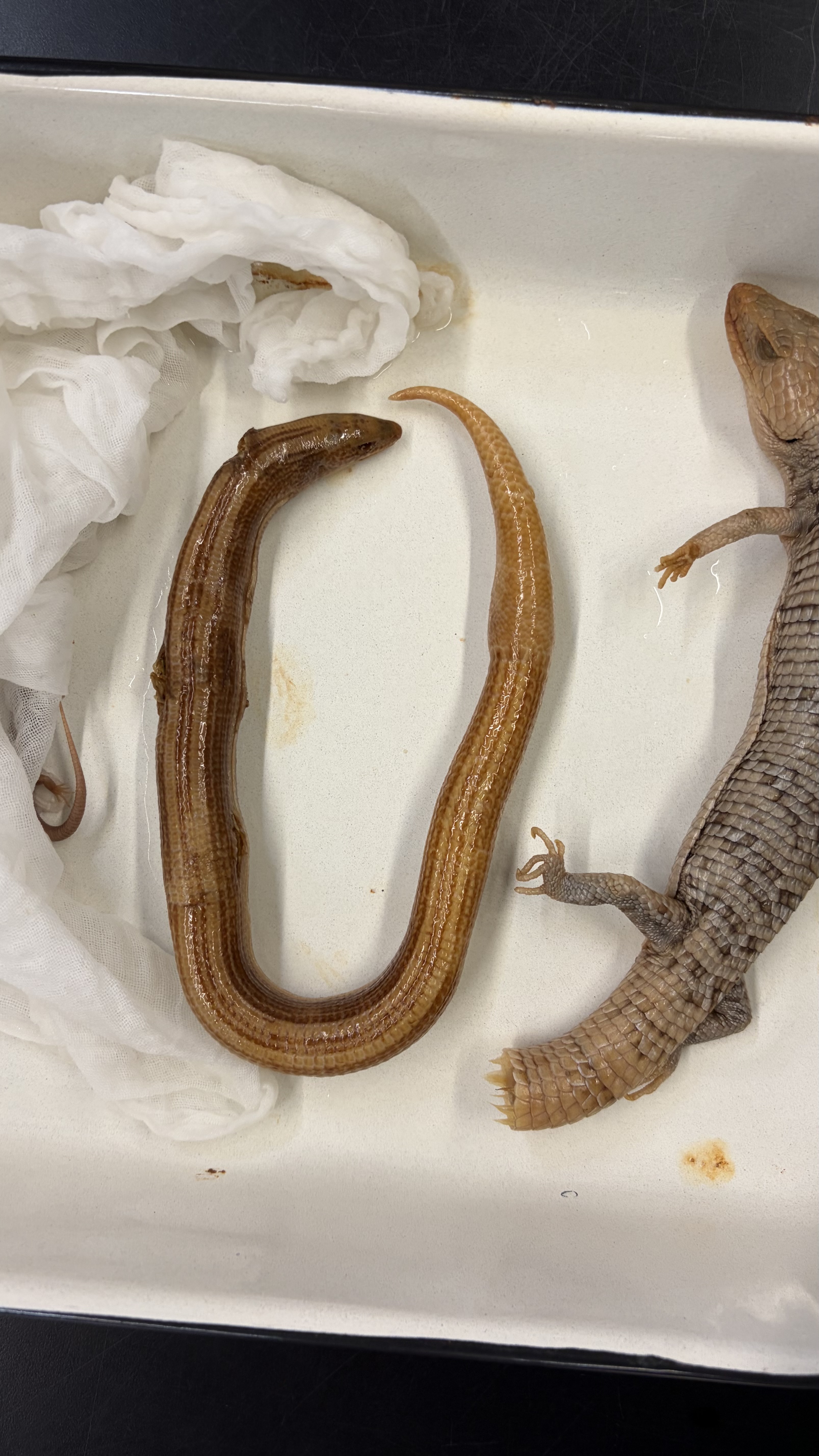 <ul><li><p>Squamata</p><ul><li><p>Anguimorpha</p><ul><li><p>Anguidae</p><ul><li><p><em>Ophisaurus attenuatus</em></p></li></ul></li></ul></li></ul></li></ul><p></p>