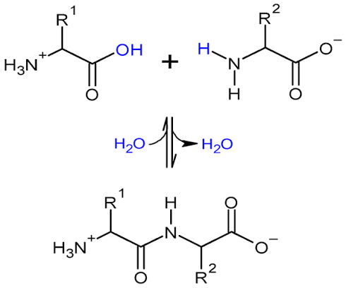 <p>describe what is happening. what are the starting molecules and what do they form? what kind of bond is formed? what kind of reaction?</p>