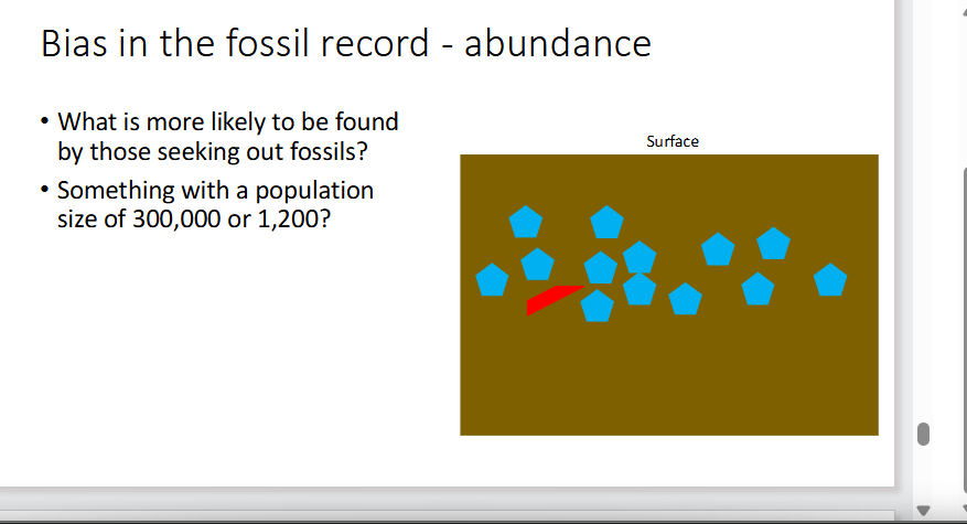 <p>The fossil record tends to overrepresent <strong>abundant species</strong> and underrepresent <strong>rare ones</strong>.</p>