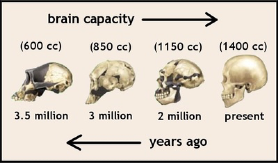 <ul><li><p>positions biological explanations as inherently more valid than other explanations</p></li><li><p>fails to account for social, economic, and cultural factors as intervening variables</p></li><li><p>has historically resulted in erroneous conclusions with potentially dangerous consequences</p></li></ul><p></p>