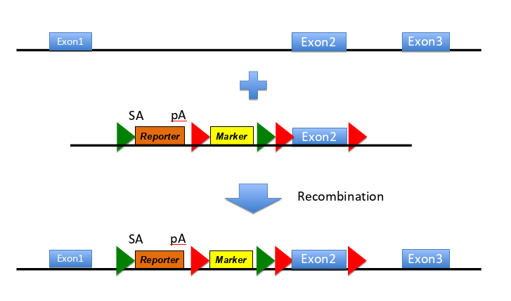 <p>generate mice w one pair of recombinase sites flanking a reporter exon &amp; another pair of flanking exons of YFG (your fav gene), deletion of region of interest in vivo</p><p>insert sites construct into embryonic stem cells via homologous recombination &amp; generate mosaic mice → generate stable trangenic line</p><p>use site specific recombination to remove DNA flanked by either/ both of the recombinase sites </p><p>(on diagram= SA is splice acceptor site, pA is poly adenylation site- means remainder of gene not transcribed)</p>