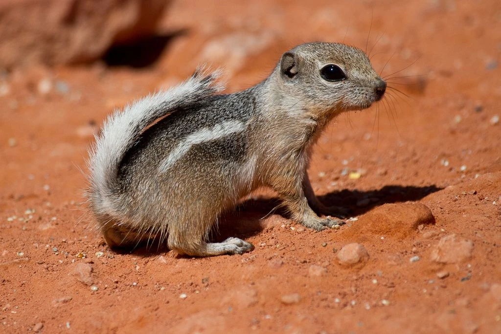 <p>Common Name: White-tailed antelope squirrel </p><p>**Skin in lab</p>