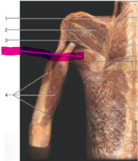 <p>Name this muscle</p>