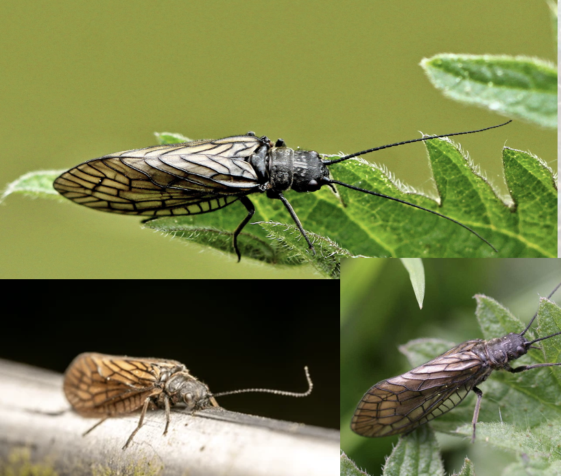 <p>Latin, magyar, védett?</p>