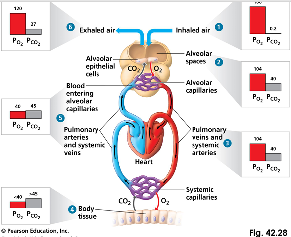 <p>As breathing increases, circulation does too, so that exchange of O2 and CO2 between blood and lungs is maintained </p><p>Movement of gases between alveoli and blood vessels is influenced by partial pressures </p><p>Pigments in the blood (respiratory pigments) facilitate this</p><p></p>
