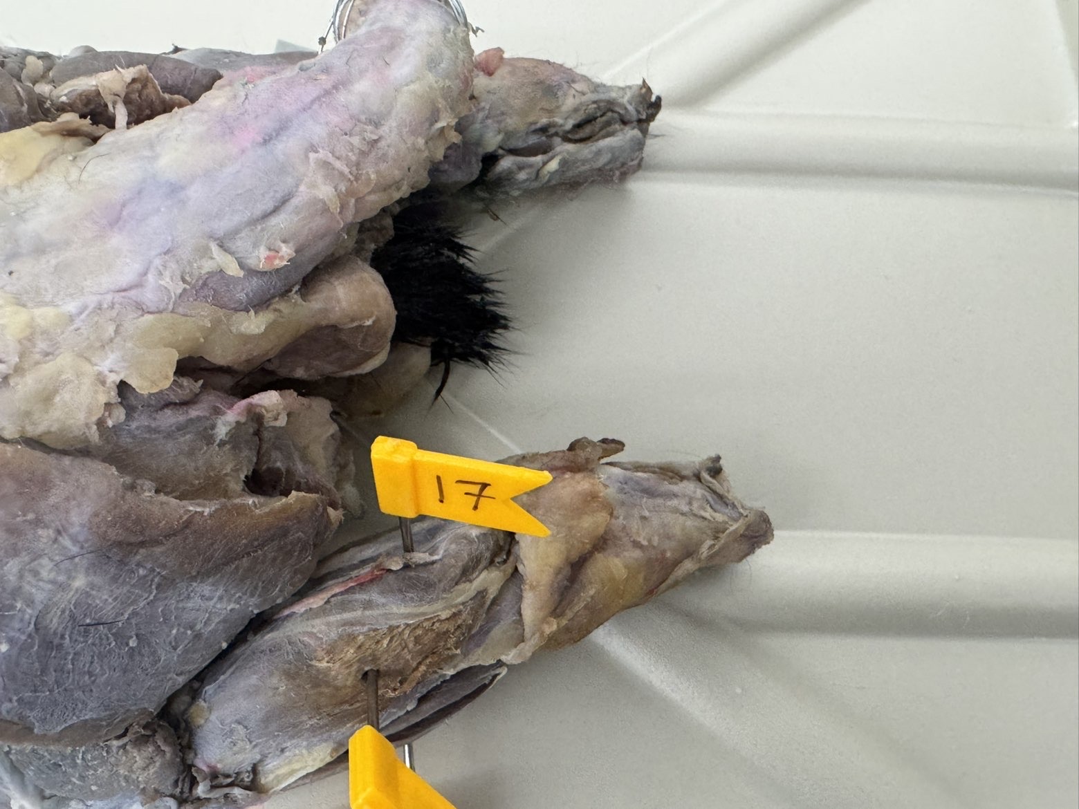 <p>Numbers:</p><p>17</p>