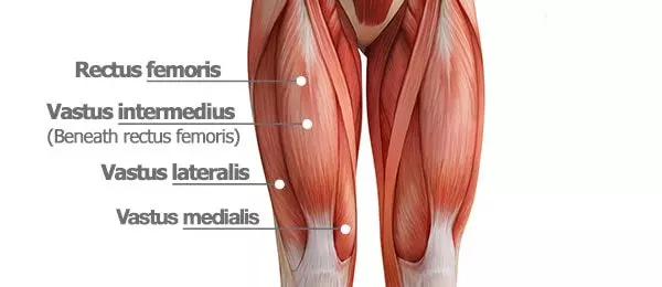 <p>lateral thigh muscle (anterior)</p>