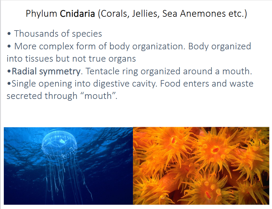 <p>-thousands of species</p><p>-more complex body organization → body organized into tissues but not true organs</p><p>-radial symmetry → tentacle ring organized around a mouth</p><p>-single opening into digestive cavity → food enters and waste secreted through “mouth”</p><p>-symbiotic relationships are important (especially in corals)</p>