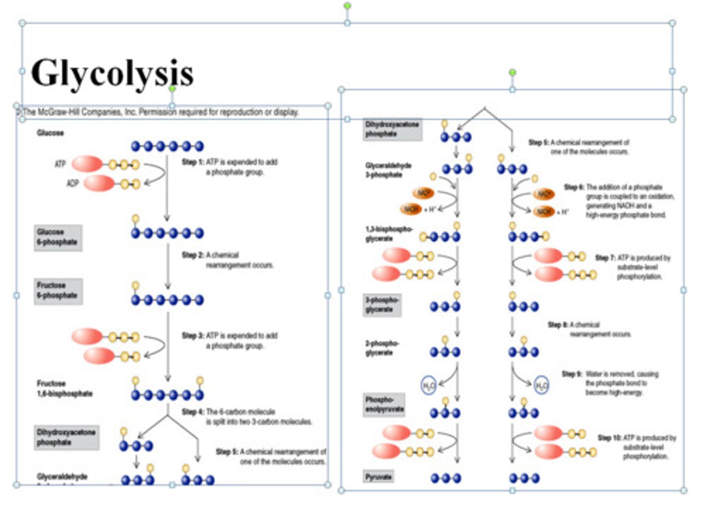 <p>- Glucose is phosphorylated by two molecules of ATP to become hexose biphosphate (6 carbon sugar)</p><p>- Phosphorylation of molecules makes them less stable and thus more reactive</p>