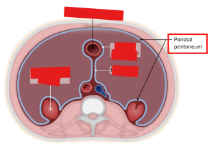 <p>D. Parietal peritoneum</p>