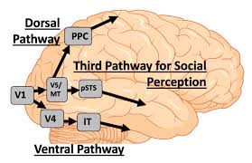 <p>The Ventral pathway</p>