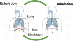 <p>hụt hơi, thở không ra hơi</p>