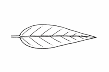 <p>A leaf shape that is 3x longer than it is wide, and is widest below the middle</p>
