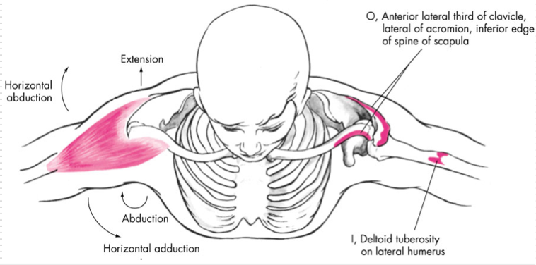 <p>Abduction </p><p>Flexion - ant. </p><p>Extension - pos. </p><p>Internal Rotation - ant.</p><p>External Rotation - pos.</p><p>O - Anterior lateral 1/3 of clavicle, lateral acromion, inferior edge of scapular spine </p><p>I - Deltoid tuberosity </p>
