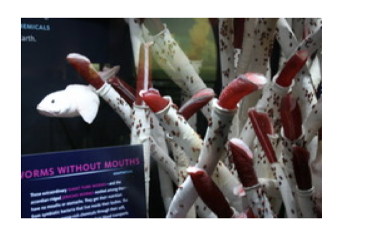 <p>an organism such as a bacterium or protozoan, that obtains its nourishment through the oxidation of inorganic chemical compounds, as opposed to photosynthesis.</p>