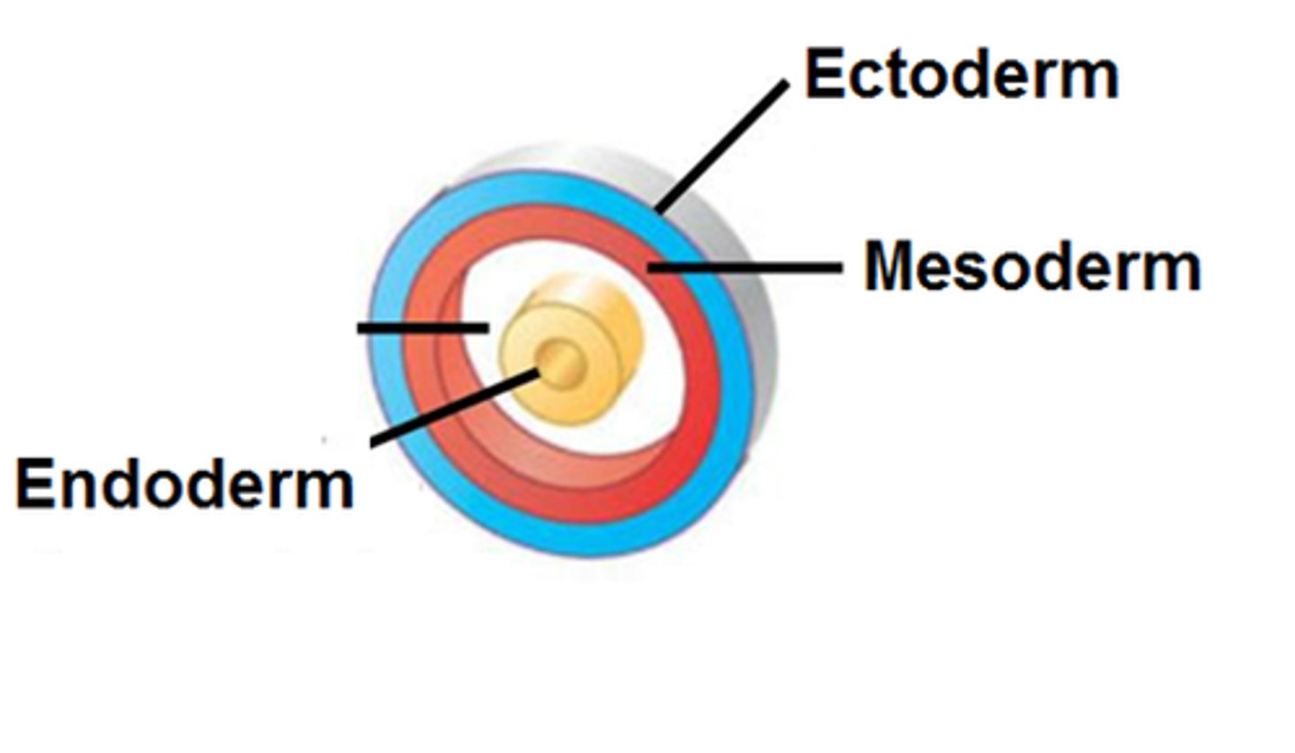 <p>1. ectoderm</p><p>2. mesoderm</p><p>3. endoderm</p>