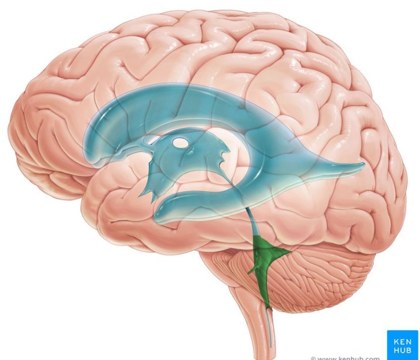<p>located between the brainstem and the cerebellum</p><ul><li><p>a crucial passageway that allows CSF to flow out brain's internal cavities and into the protective spaces around the CNS</p></li></ul><p></p>