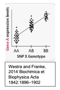 <p>Consider the below schematic showing eQTL data individuals with the following genotypes of a single interesting SNP, SNP X, identified from a GWAS study.</p><p>Assuming that SNPX is not directly within Gene A, provide an explanation for how it could be regulating it’s expression.</p>