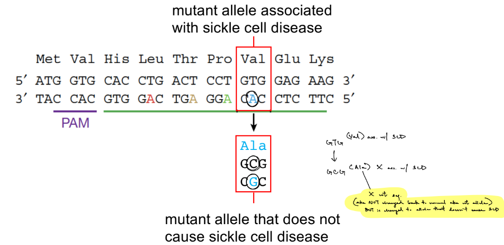 <p><strong><u>BER </u></strong>— repairs changes to DNA that involve 1 or few nucleotides that don’t cause major change to DNA</p><ul><li><p>use <u>intact edited strand</u> as template for repair </p><ul><li><p>(for changing I/T → I/C, where “intact” is same I & “edited” is A → I)</p></li></ul></li></ul><p>the <strong>Cas9 nickase directs the BER pathway </strong>to use the <u>intact edited strand</u> for repair, to <u>increase</u> the likelihood of incorporating the mutation (which neutralizes the disease allele from: mutant allele ass. w/ SCD → <u>mutant </u>allele that <u>doesn’t </u>cause SCD <span style="color: blue;">aka diff. from the wildtype allele</span>)</p><p>overall, adenine base pairing <u>reverts/reverses</u> the symptoms of SCD in a mouse model & in a patient</p><p>__</p><p>true</p>