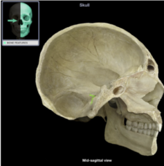 <p>meatus (passage)</p>