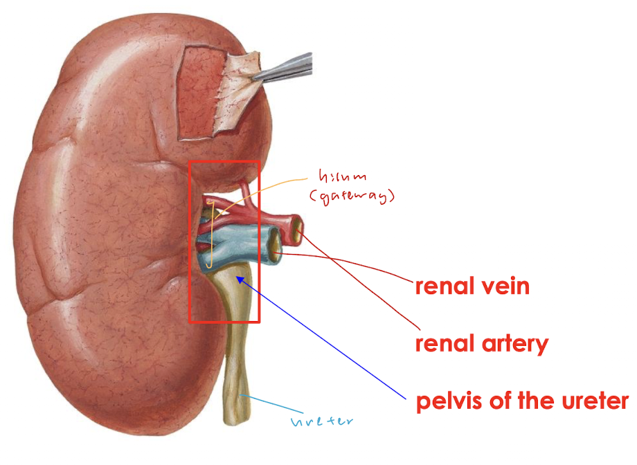 <p>lies hilum, contains</p><ul><li><p>sympathetic nerves and lymphatics </p></li><li><p>renal vein and artery</p></li><li><p>pelvis of ureter </p></li></ul><p></p>