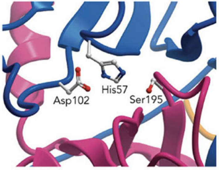 <p>Which amino acid(s) in the catalytic triad of the chymotrypsin active site forms an enzyme-substrate covalent bond prior to cleavage?</p>