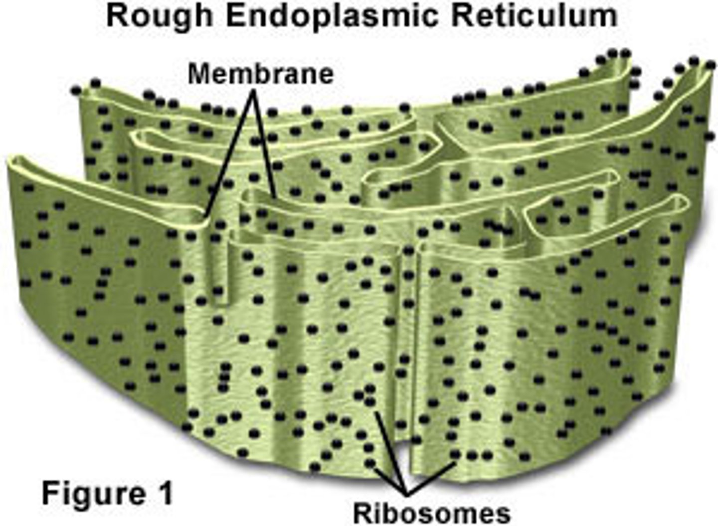 <p>Has ribosomes attached and functions to synthesize and store proteins.</p>