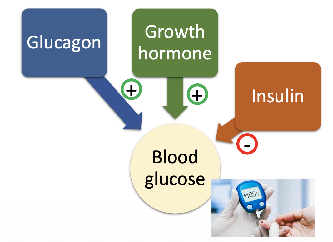 <ul><li><p><strong><mark data-color="purple" style="background-color: purple; color: inherit;">A hormone that has the opposite effect from another, so their effects cancel each other.</mark></strong></p></li><li><p><strong><mark data-color="green" style="background-color: green; color: inherit;">Opposite physiological effects and they counterbalance each other.</mark></strong></p></li></ul><p></p>