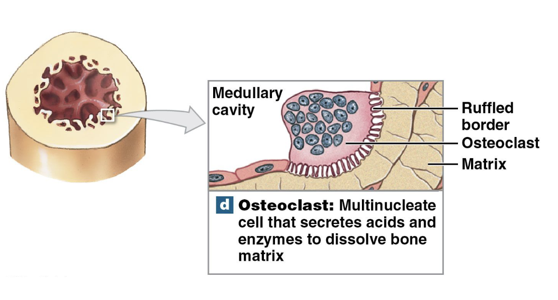 <p>– break down osteocytes</p><p>– Secrete <strong>acids</strong> & protein-<strong>digesting</strong> enzymes to break down bone</p><p>• break down bone matrix & release minerals</p><p>• <strong><u>Osteolysis</u>: breakdown of bone; to regulate calcium</strong> important in <strong>homeostasis</strong></p>