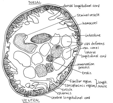 <p>Ascaris lumbricoides Male Cross-section</p>