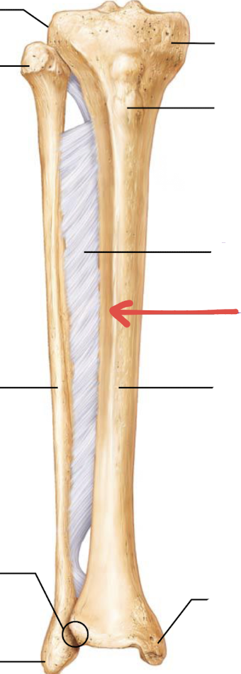 <p>what is this part of the tibia or fibula?</p>