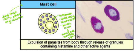 <p>——- cells release granule contents containing <strong>histamine </strong>and other active agents to expel parasites.</p>