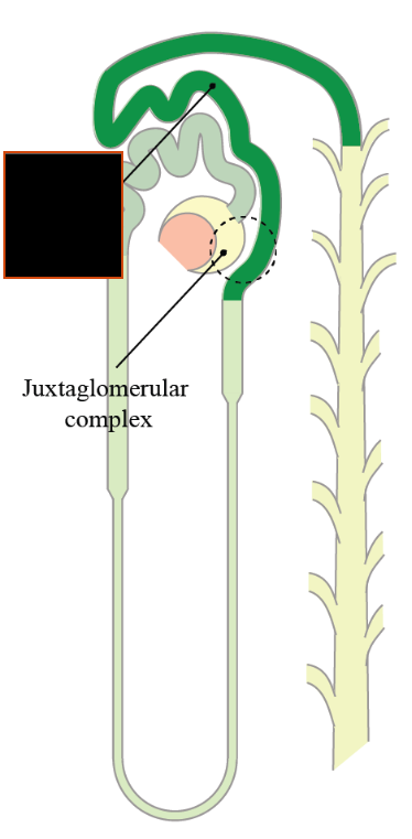 <p><span style="background-color: transparent;">Fluid (Urine) drains from the ____ ________ ____ to the collecting duct of the nephron.</span></p><p></p>