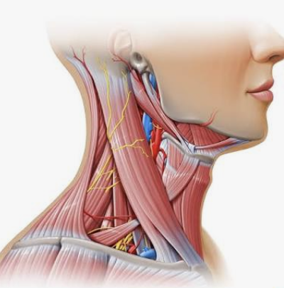 <p><span style="background-color: transparent;">Sternocleidomastoid</span></p><p><span style="background-color: transparent;">Action, functional groups, location?</span></p>