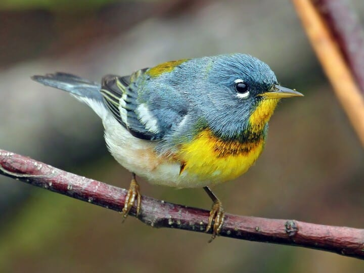 <p>northern parula </p><p>blue above<br>yellow throat + breast <br>olive nape <br>broken white eyering <br>white wing patches </p>