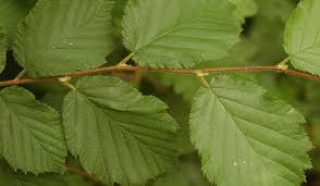 <p>Double serrated margin. Harry on leaf veins. Hard-shelled nut up to 1/2” long. Multi-stemmed trunk. Fuzzy baby leaves. </p>