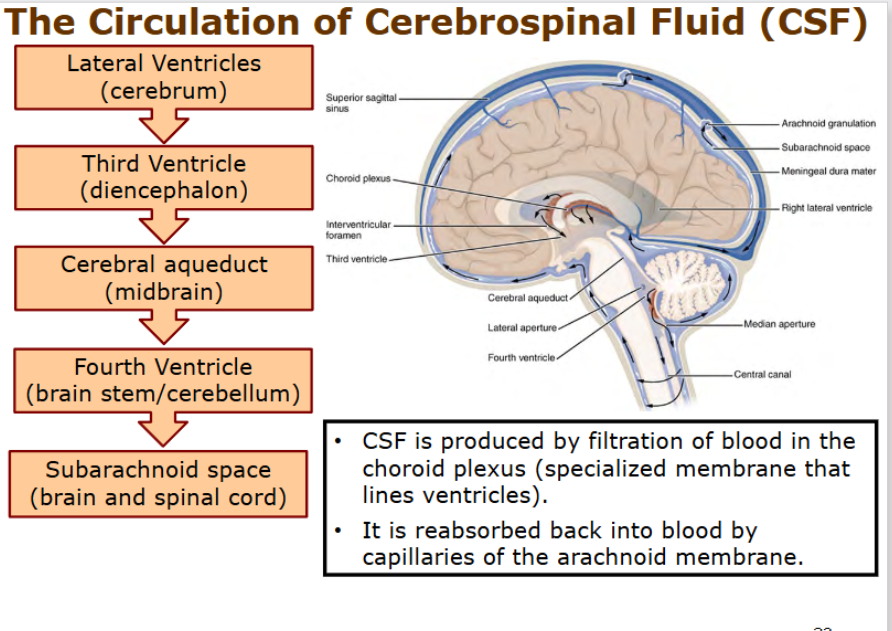<p>lateral ventricles → third ventricles near diencephalon</p><p>→ cerebral aquaduct</p><p>→ fourth ventricle (cerebellum)</p><p>→ subarachnoid space (around brain and spinal cord)</p>