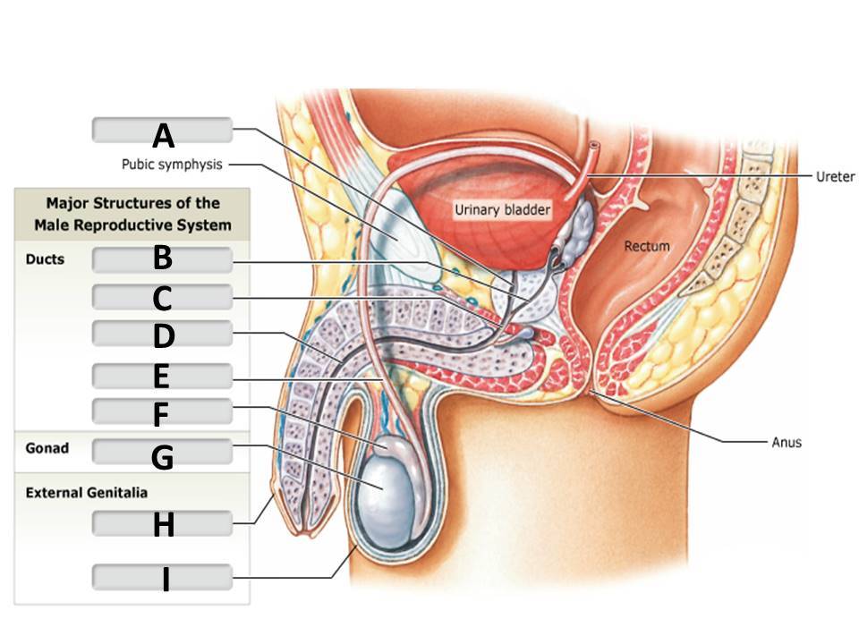 <p><span>prostatic urethra</span></p>