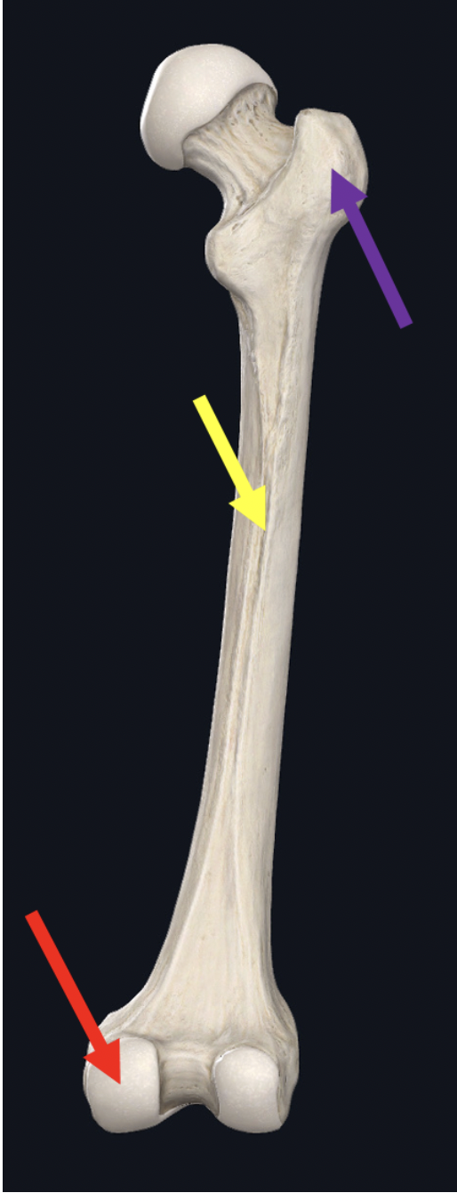 <p><span>Identify the structure at the tip of the red arrow (be specific)</span></p>