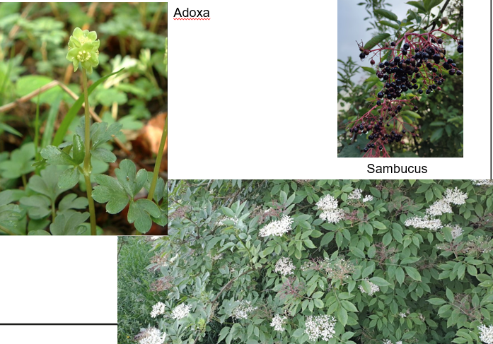 <p>Geef de familie.</p>