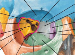 <p>Which bone makes up the posterior wall of the orbit?</p>
