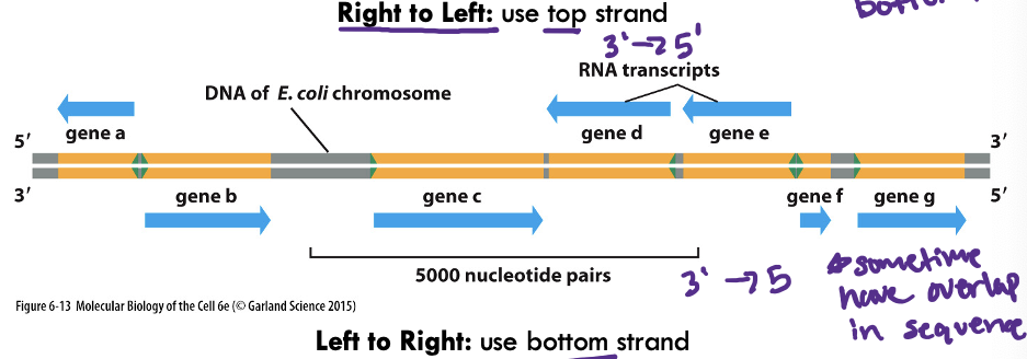<p>the template strand varies from gene to gene, depending of the promotor orientation (the transcript elongates in the 5’-to-3’ direction)</p>