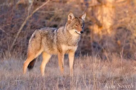 <p>What Mammal is this?</p>