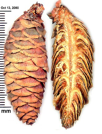 <p>Świerk serbski</p><p>Picea omorika</p>