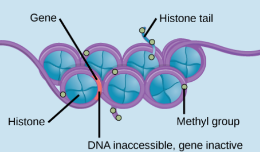 <p><u>Tightly packed chromatin</u>, making genes less likely to be expressed.</p><p>This is because DNA is less accessible, and the transcription machinery cannot easily bind to it. The <u>methyl groups</u> are present, and <u>transcription cannot occur</u>.</p>