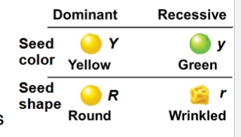 <p>Define a monohybrid cross</p>
